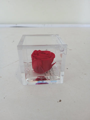 ROSA TIPO LIOFILIZZATA H4XL4XP4 CM