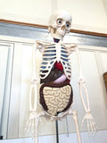 MODELLINO CORPO UMANO C/FASCICOLI