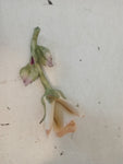ROSA IN PORCELLANA CAPODIMONTE H2XL10XP5 CM