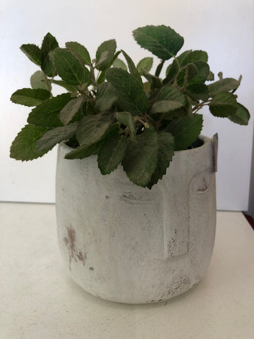 VASO CON VOLTO TIPO IN CEMENTO C/PIANTA H14XDIAMETRO10 CM