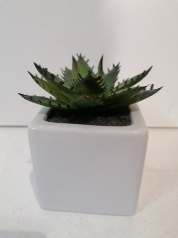 VASO ASA COLLECTION C/PIANTA GRASSA FINTA H8XL8XP8 CM
