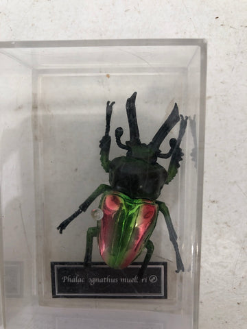 INSETTO DA COLLEZIONE H10XL6 CM